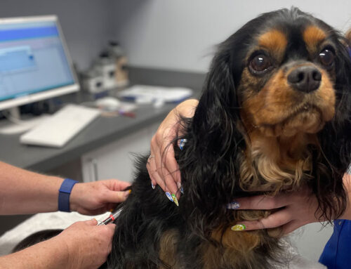 Puppy Vaccinations